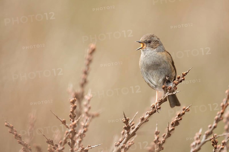 Dunnock (Prunella modularis) singing, perched on a branch, North Holland, Netherlands