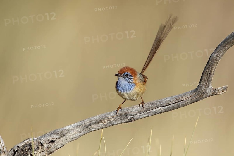 Rufous-crowned Emu-wren (Stipiturus ruficeps) male, Northern Territory, Australia, Oceania