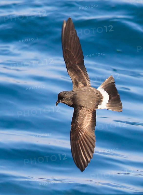 European Storm Petrel (Hydrobates pelagicus) flying, Peniche, Portugal, Europe