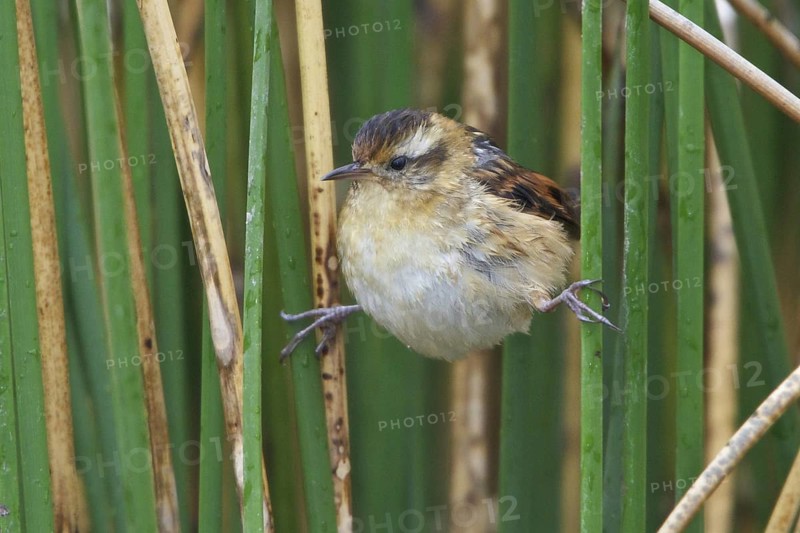 Wren-like Rushbird (Phleocryptes melanops), Lago Junin, Peru, South America
