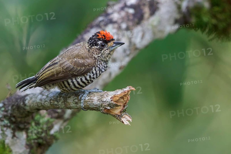 White-barred Piculet (Picumnus cirratus) perched on a branch in the Atlantic rainforest of southeast Brazil
