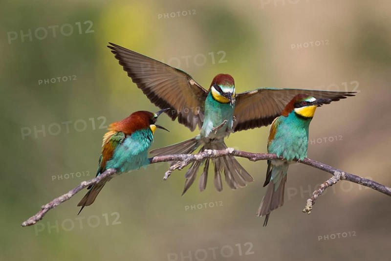 European Bee-eater (Merops apiaster), Bulgaria, Europe