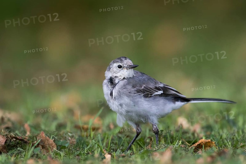 White Wagtail - Bachstelze - Motacilla alba ssp. alba, Great britain