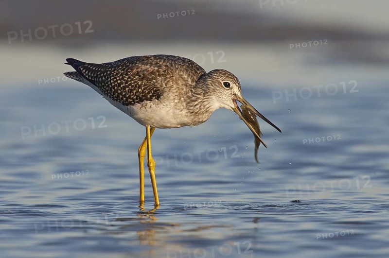 Greater Yellowlegs (Tringa melanoleuca) foraging, Ohio, USA, North America