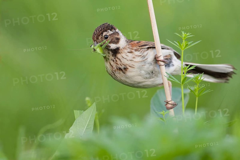 Common Reed Bunting (Emberiza schoeniclus) female, Nizhegorodskaya, Russia, Europe