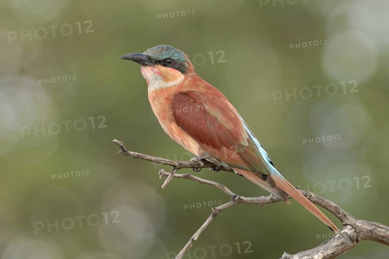 Southern Carmine Bee-eater (Merops nubicoides)