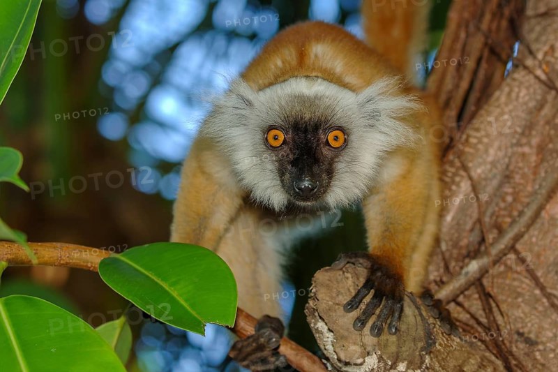Female of primate species Moorish lemur (Eulemur macaco) Lemur sitting on branch looking directly at observer, Nosy Be, Madagascar, Africa