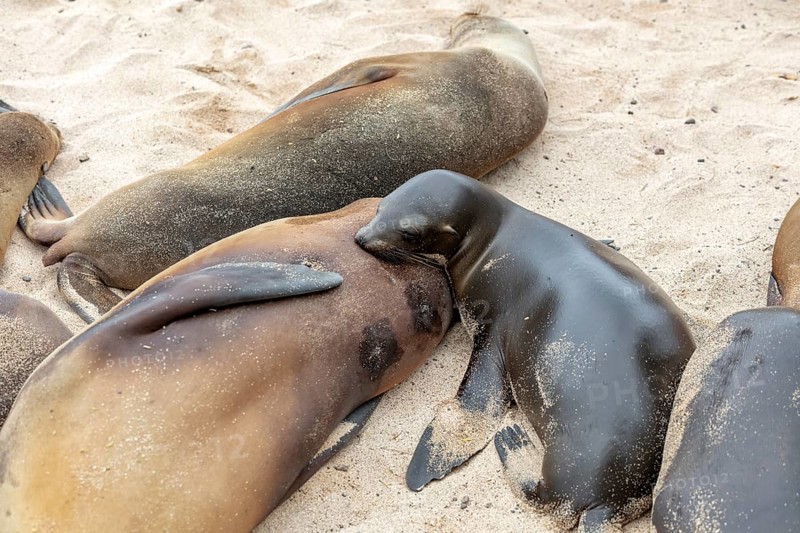 Sea lions (Zalophus wollebaeki), San Cristobal, Galapagos, Ecuador, South America