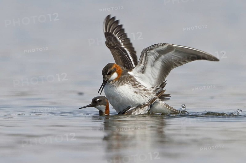 Red-necked Phalarope (Phalaropus lobatus) pair mating, Manitoba, Canada, North America