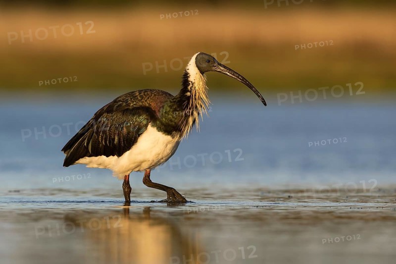 Straw-necked Ibis (Threskiornis spinicollis), Victoria, Australia, Oceania