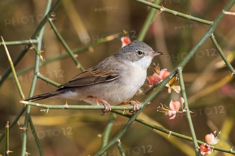 Common Whitethroat (Sylvia communis) male perched on a branch, Eilat, Israel, Asia