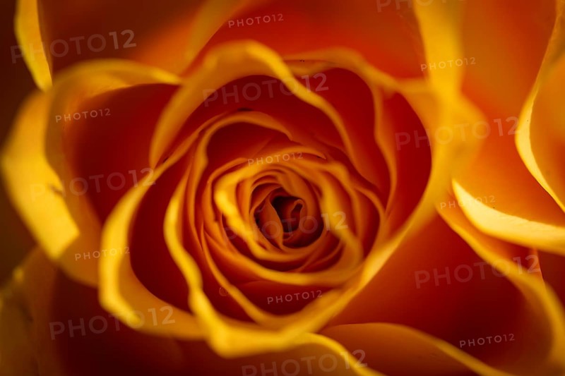 Yellow-orange blossom of a rose (Rosa)