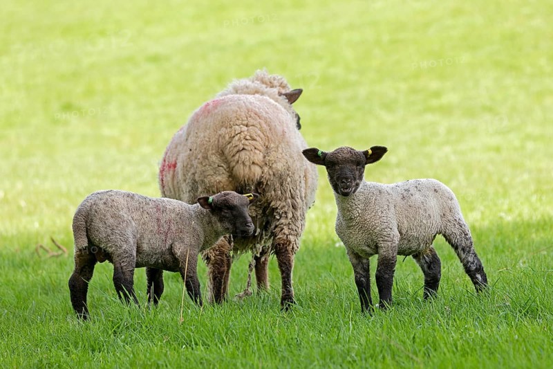 Sheep and lambs on pasture, Shottery, Stratford-upon-Avon, Warwickshire, England, Great Britain