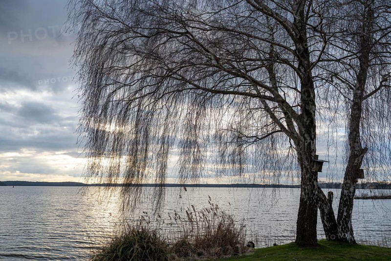 Evening mood at Lake Müritz, birch tree on the shore, clouds in the sky, Waren, Müritz, Mecklenburg Lake District, Mecklenburg-Western Pomerania, Germany, Europe