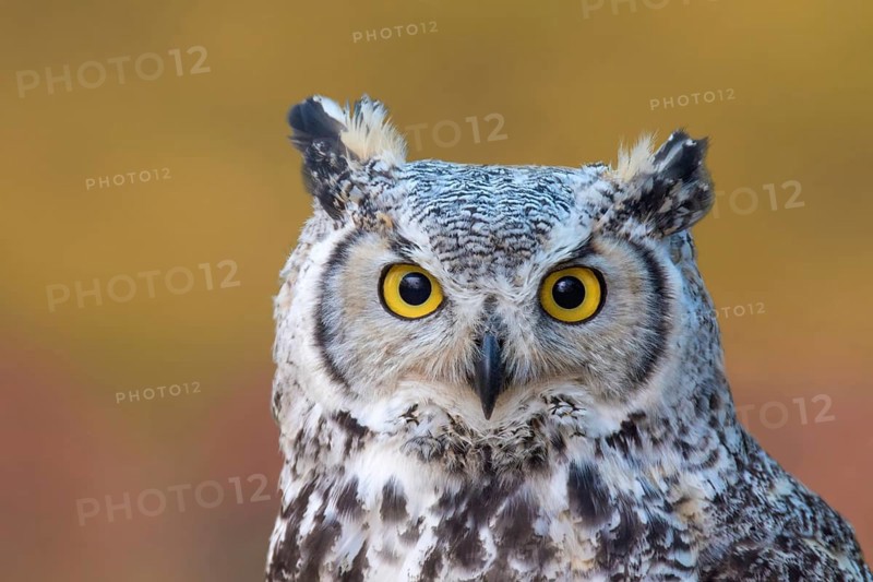 A Great Horned Owl, Bubo virginianus, portrait, near Prince Albert Saskatchewan, Canada, North America