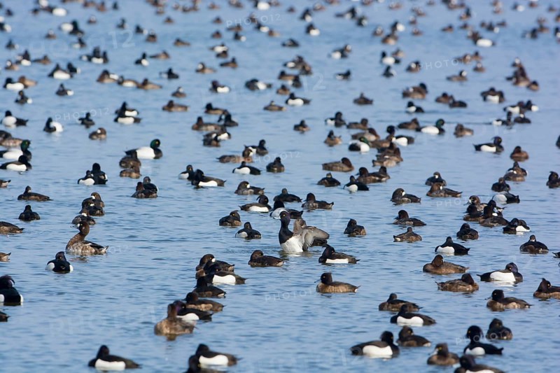 Greater Scaup & Tufted Duck (Aythya marila & Aythya fuligula) huge group on a lake, Mecklenburg-Western Pomerania, Germany, Europe