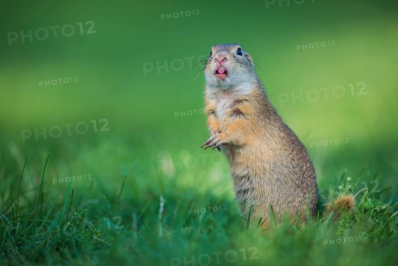 European Ground Squirrel (Spermophilus citellus) standing alert in meadow, Austria, Europe