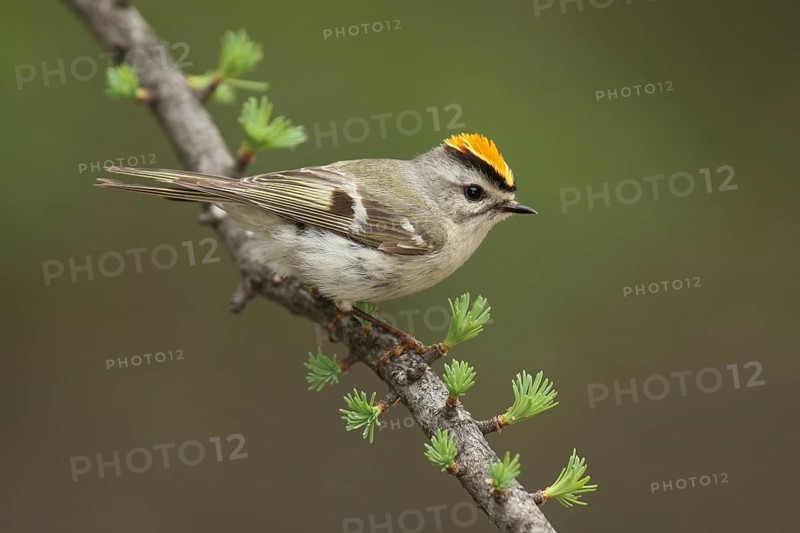 Golden-crowned Kinglet (Regulus satrapa), Michigan, USA, North America