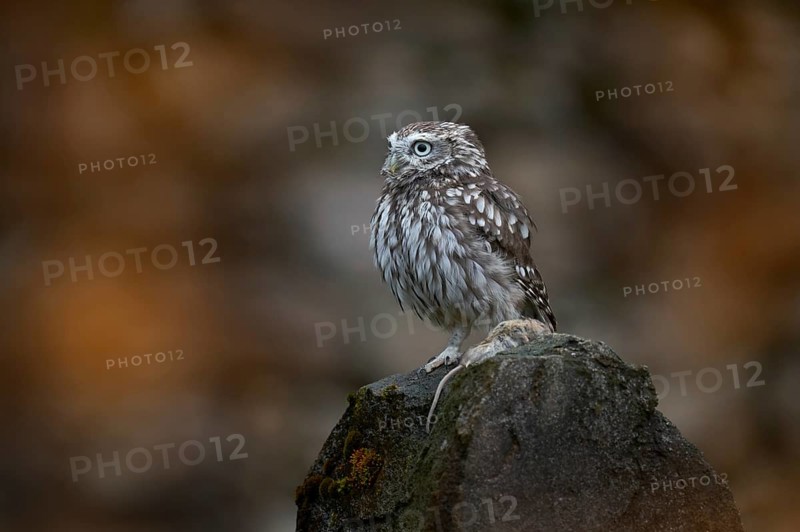 Romania bird wildlife. Little Owl, Athene noctua, bird in old roof tile ruin. Urban wildlife with bird with yellow eyes, Romania. Wildlife scene from nature. Animal behavior in urban habitat, hidden o