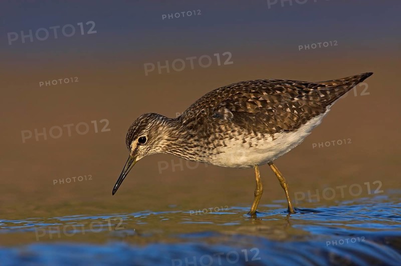 Wood Sandpiper (Tringa glareola), Lesvos, Greece, Europe