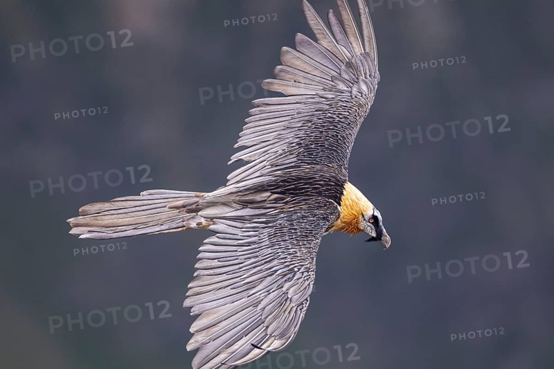 Bearded Vulture (Gypaetus barbatus) flying, Italy, Europe
