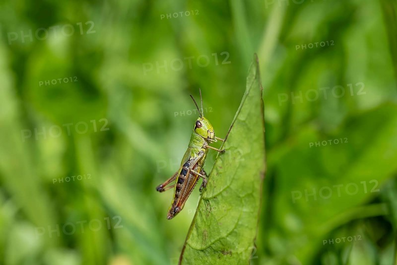 Great green bush cricket (locusta), grasshopper, on a leaf in a meadow, Tyrol, Austria, Europe