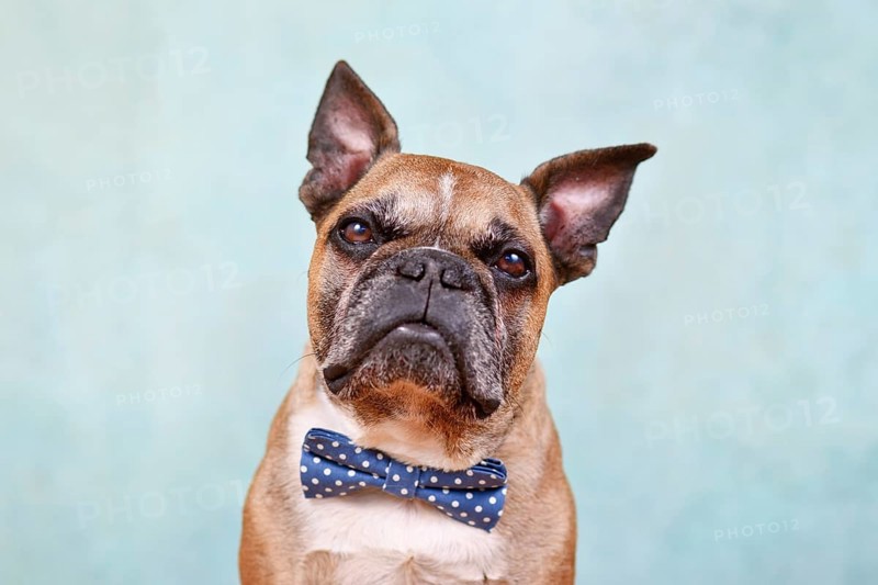 Portrait of cute fawn French Bulldog dog with blue bow tie in front of pastel blue studio background