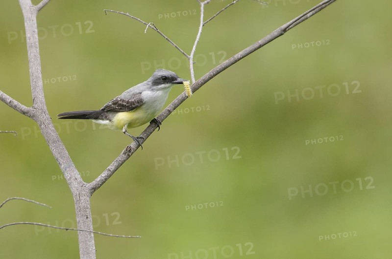 Snowy-throated Kingbird (Tyrannus niveigularis) carrying caterpillar in its beak, Guayas, Ecuador, South America