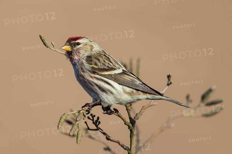 Common Redpoll (Acanthis flammea) male perched on a branch, Netherlands