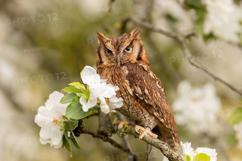Tropical Screech Owl (Megascops choliba) captive, Germany, Europe