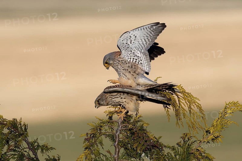 Common Kestrel (Falco tinnunculus) pair mating, Saxony, Germany, Europe