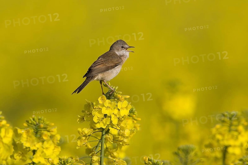 Common Whitethroat (Sylvia communis) singing, Lower Saxony, Germany, Europe
