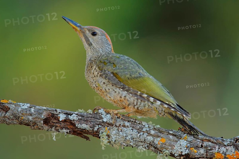 European Green Woodpecker (Picus viridis) juvenile female, Andalusia, Spain, Europe