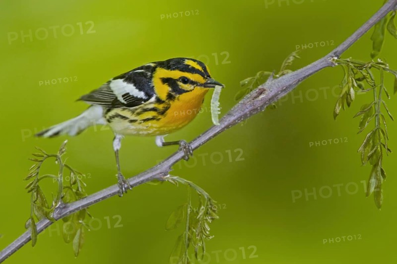 Blackburnian Warbler (Setophaga fusca) male, Ontario, Canada, North America