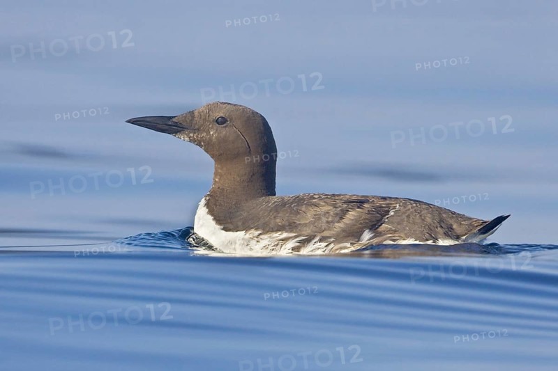 Common Murre (Uria aalge), Newfoundland, Canada, North America