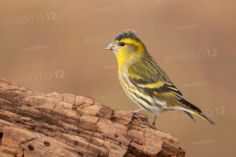 Eurasian Siskin (Spinus spinus) male, Lower Saxony, Germany, Europe