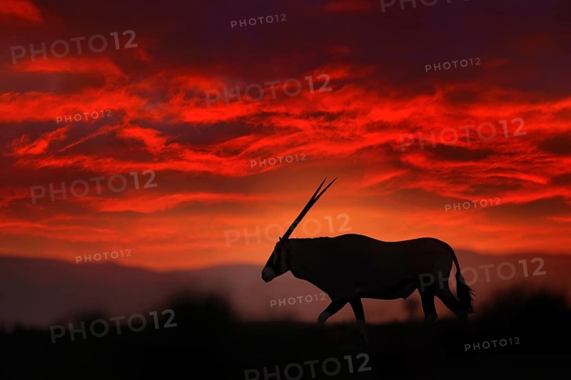 Oryx with orange sand dune evening sunset. Gemsbock large antelope in nature habitat, Sossusvlei, Namibia. Wild desert. Gazella beautiful iconic gemsbok antelope from Namib desert, sunrise Namibia
