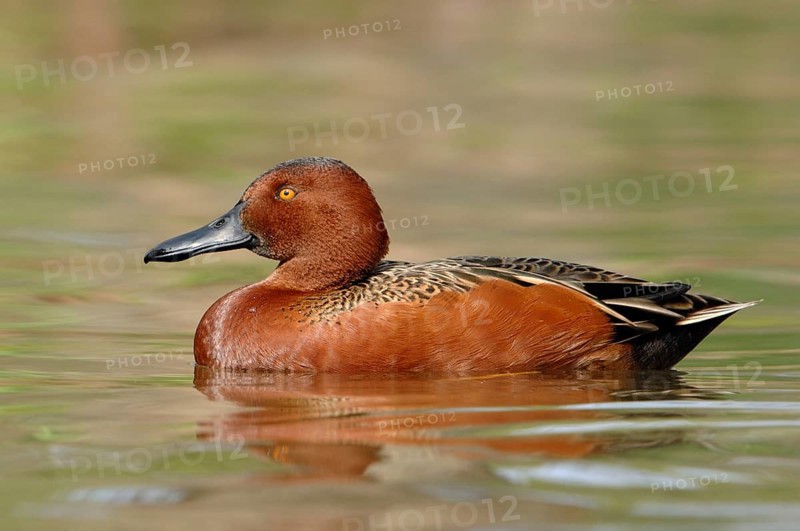 Cinnamon Teal (Spatula cyanoptera) male, Texas, USA, North America