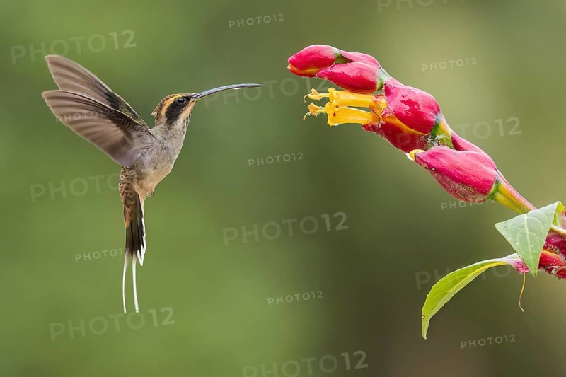 Scale-throated Hermit (Phaethornis eurynome) feeding at a flower in the Atlantic Rainforest of Brazil