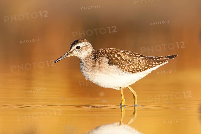 Wood Sandpiper (Tringa glareola), Greece, Europe