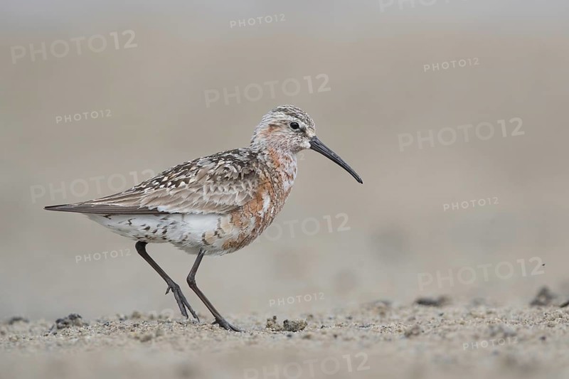 Curlew Sandpiper (Calidris ferruginea) foraging, Mecklenburg-Western Pomerania, Germany, Europe