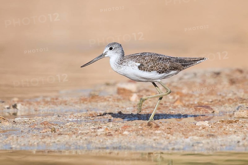 Common Greenshank (Tringa nebularia) foraging, Eilat, Israel, Asia
