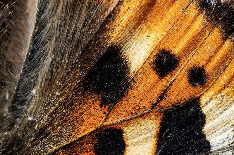 Close-up of a wing of a butterfly, Small tortoiseshell (Aglais urticae, Nymphalis urticae), macro photograph, Tyrol, Austria, Europe