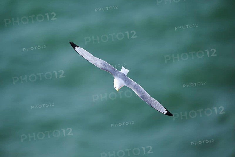 Common gull or sea mew (Larus canus) flying over the sea, wildlife, Helgoland, Germany, Europe
