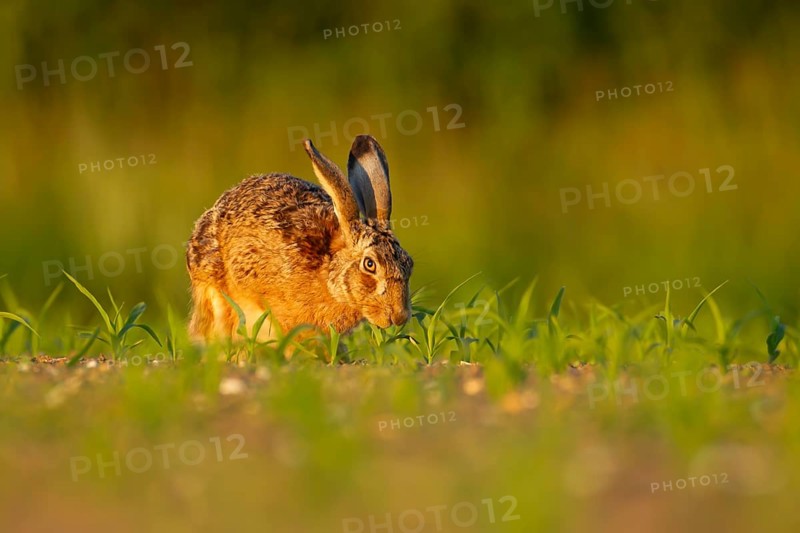 European brown hare (Lepus europaeus) adult animal feeding in a farmland maize field in summer, England, United Kingdom, Europe