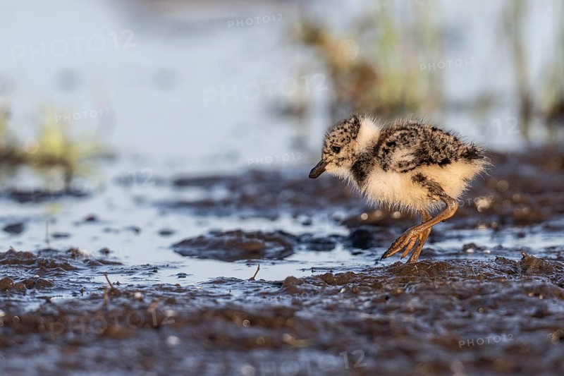 Young lapwing (Vanellus vanellus), Lower Saxony, Germany, Europe
