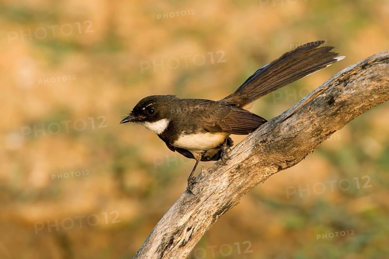 Malaysian Pied Fantail (Rhipidura javanica) perched on a branch, Kaeng Krachan, Thailand, Asia