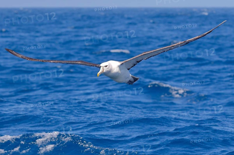 Shy Albatross (Thalassarche cauta) flying, Victoria, Australia, Oceania