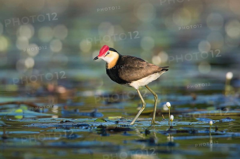 Comb-crested Jacana (Irediparra gallinacea), Queensland, Australia, Oceania