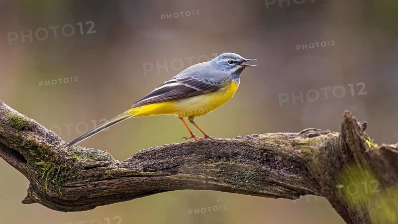 Grey Wagtail (Motacilla cinerea) male singing, Saxony-Anhalt, Germany, Europe